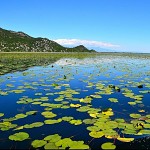 Le plus grand lac des Balkans.  נימפיאות ונופרים באגם שקודר